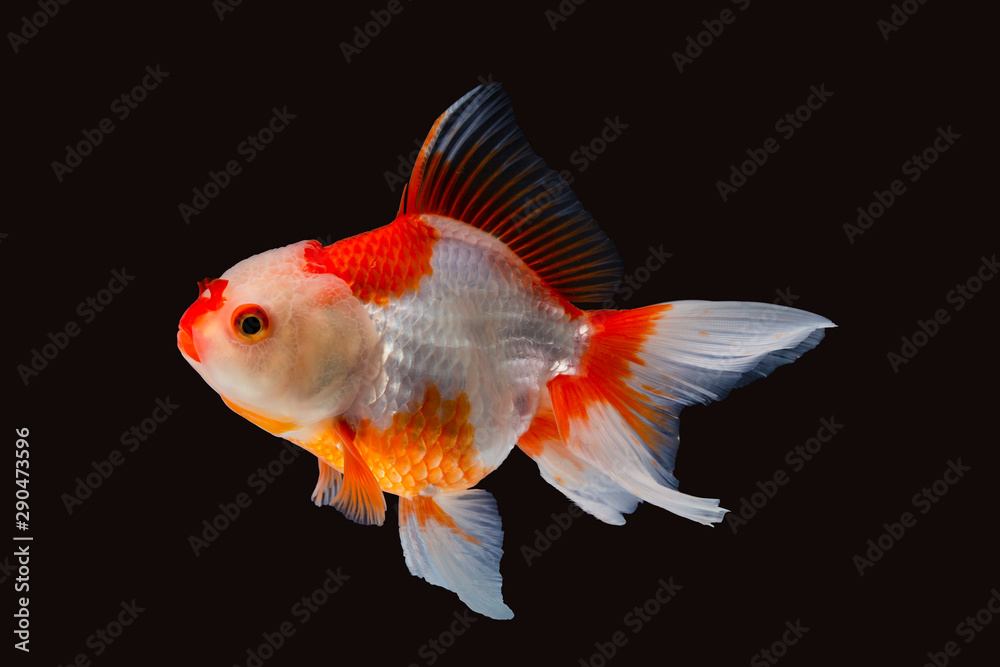 Beautiful Oranda Goldfish on black background Beautiful Oranda Goldfish on black background