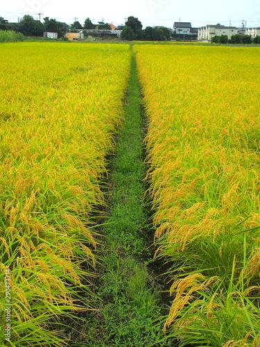 畦道のある郊外の豊作の田圃風景