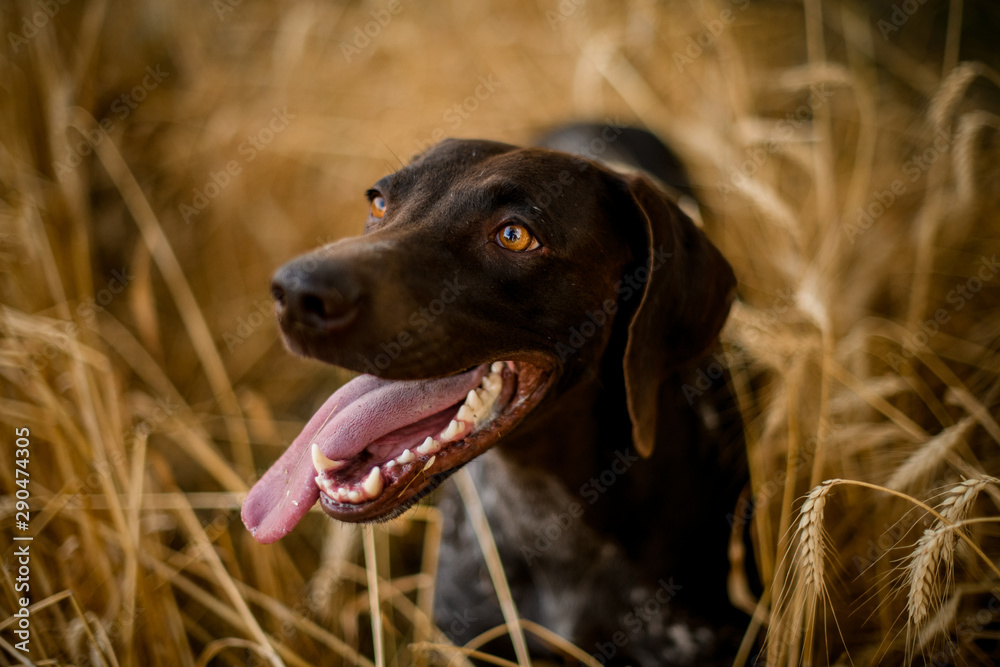 Brown dark dog looking at the side sticking out his tongue in the field Brown dark dog looking at the side sticking out his tongue in the field