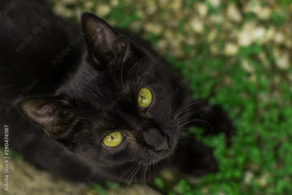 street black cat with yellow eyes looking up animal portrait on unfocused blurred natural background