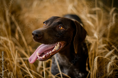 Brown dark dog looking at the side sticking out his tongue in the field