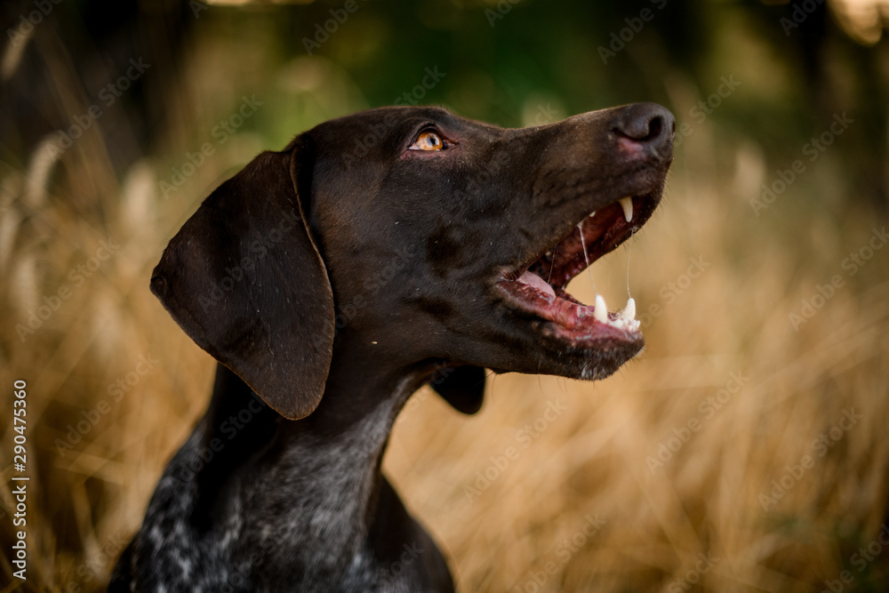 Brown dark color dog barking in the golden field