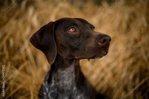 Concentated dark color brown dog looking at the side in the golden field