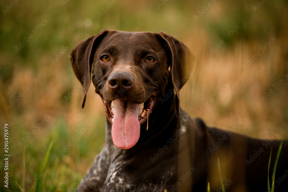 Happy dark brown dog lying in the field sticking out his tongue