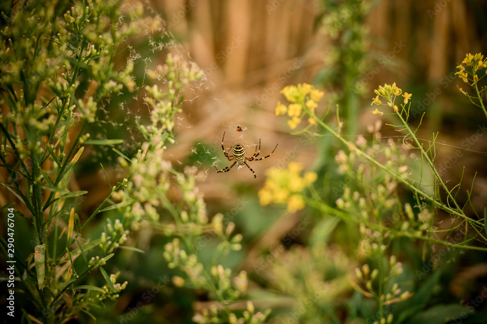 Black and yellow color spider on the spiderweb in the forest Black and yellow color spider on the spiderweb in the forest