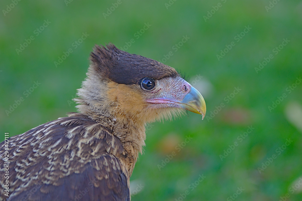 Brazilian Hawk. This big brazilian bird is very rare in brazilian savannah. Brazilian Hawk. This big brazilian bird is very rare in brazilian savannah.