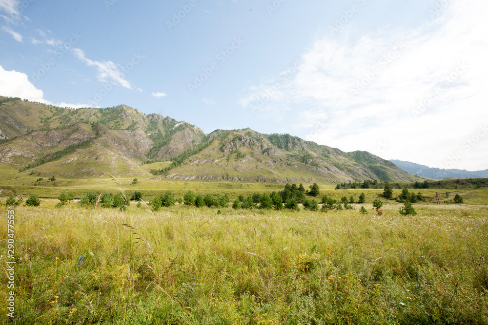 grass field in the Katun river valley, Chemal district, Altai Republic, month of August grass field in the Katun river valley, Chemal district, Altai Republic, month of August