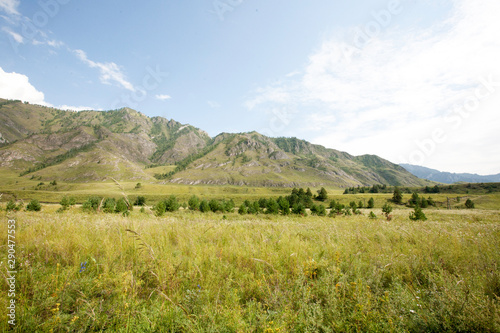 grass field in the Katun river valley, Chemal district, Altai Republic, month of August