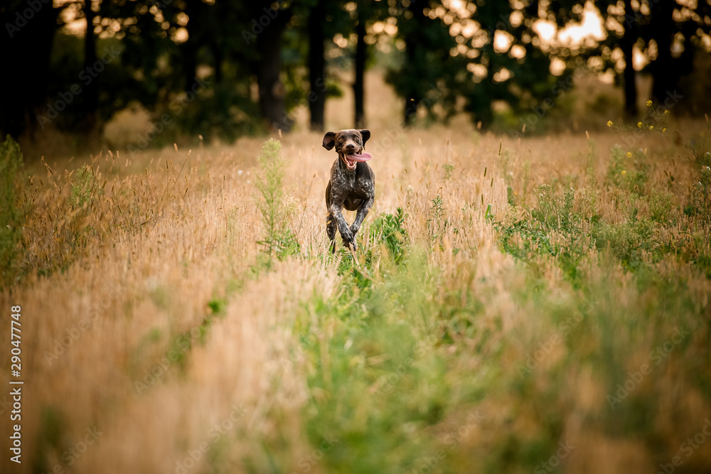 Dark brown dog running through the field sticking out his tongue