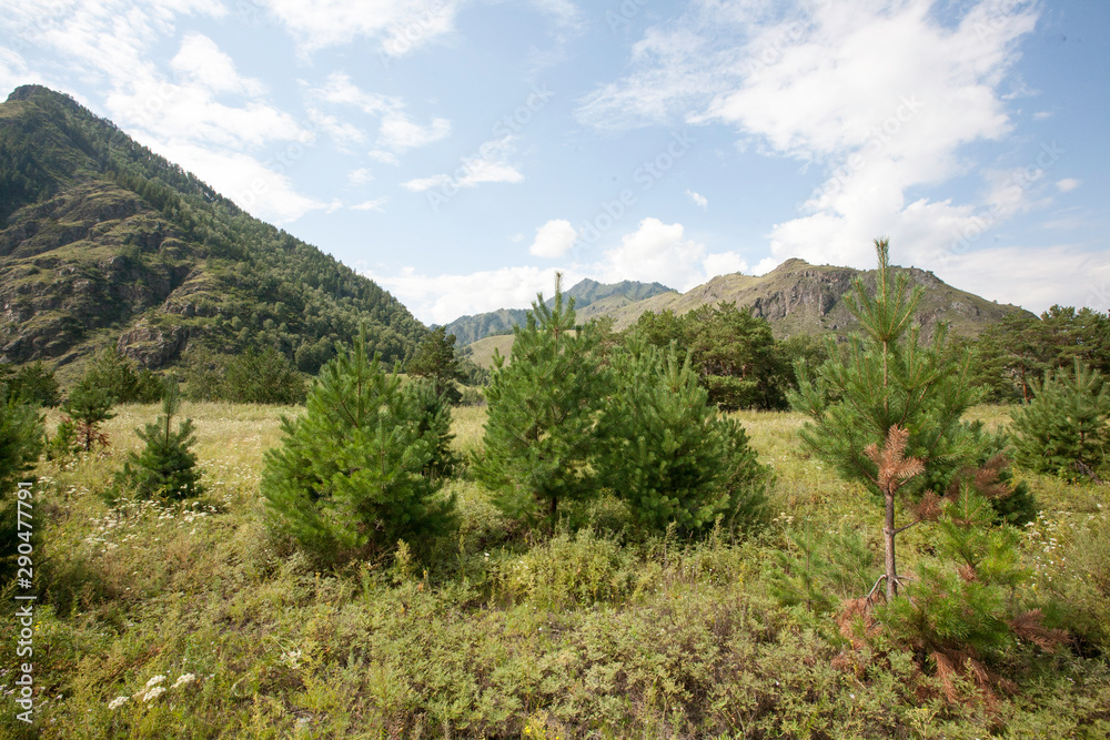 small trees on a grass field in the Katun river valley, Chemal district, Altai Republic, month of August