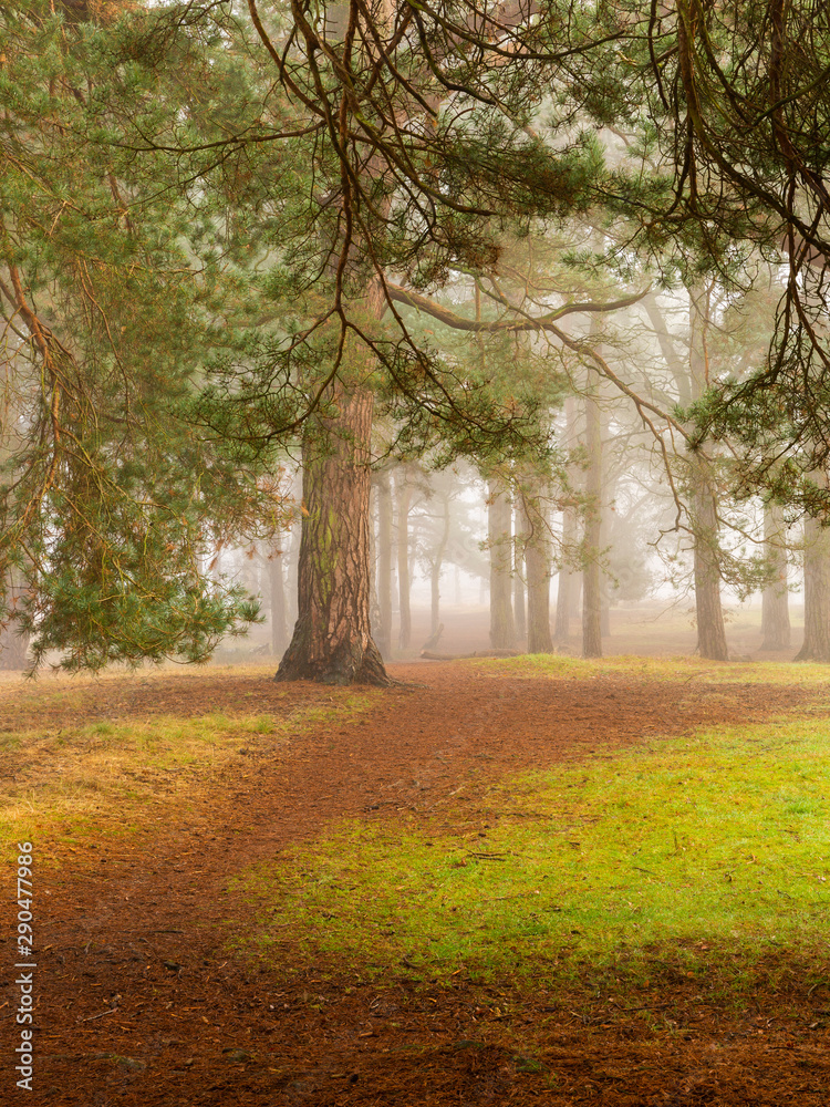 Autumn woodland/forest with path and fog/mist
