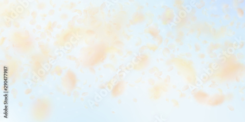 Yellow orange flower petals falling down. Great ro
