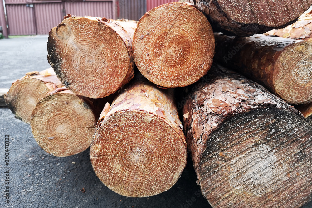 Felled trees in the yard. Procurement of building materials for repair. The preservation of the environment, deforestation concept Felled trees in the yard. Procurement of building materials for repair. The preservation of the environment, deforestation concept