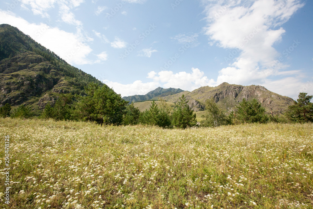grass field in the Katun river valley, Chemal district, Altai Republic, month of August