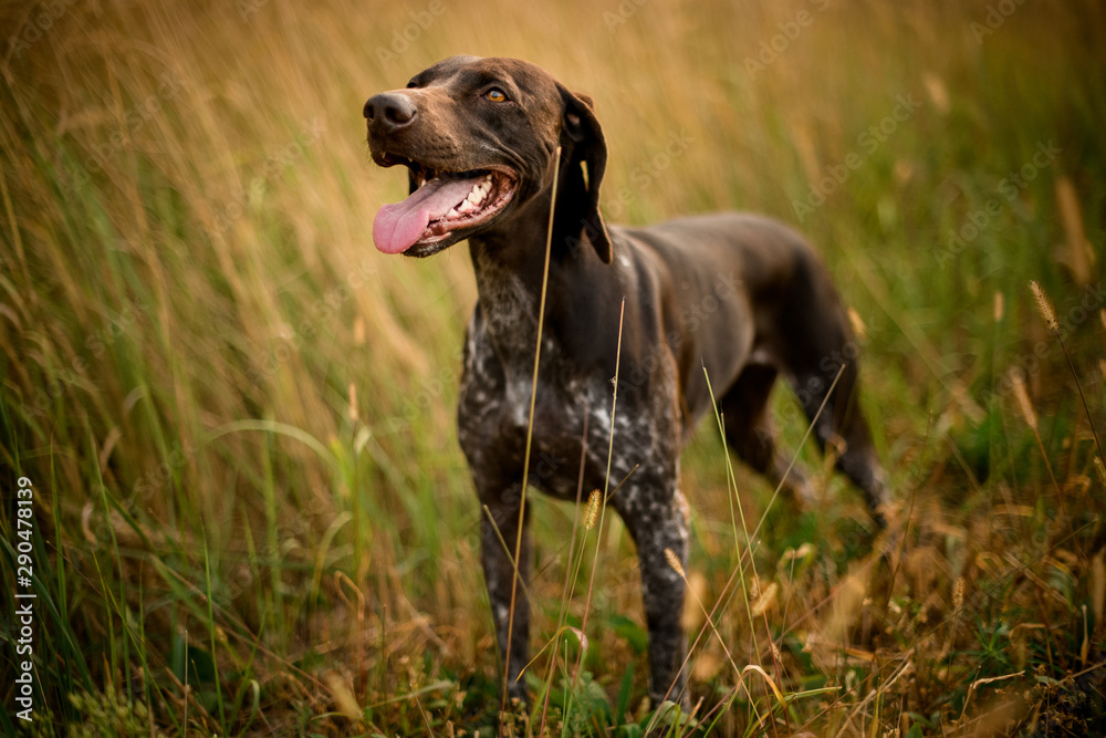 Dark brown dog looking up sticking out his tongue in the golden field Dark brown dog looking up sticking out his tongue in the golden field