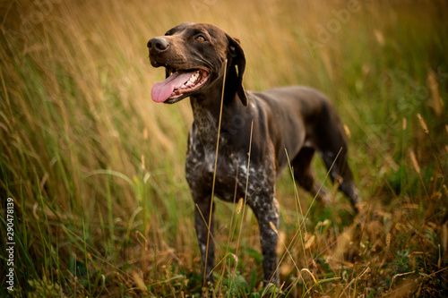 Dark brown dog looking up sticking out his tongue in the golden field