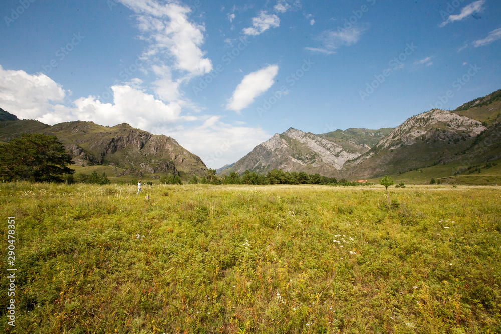 grass field in the Katun river valley, Chemal district, Altai Republic, month of August grass field in the Katun river valley, Chemal district, Altai Republic, month of August