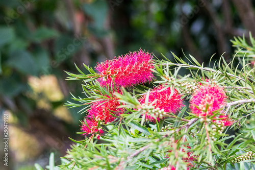 The bright red flowers of a bottle brush plant