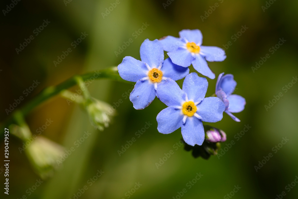 Beautiful and delicate small blue Myosotis flowers close up on green grass background.