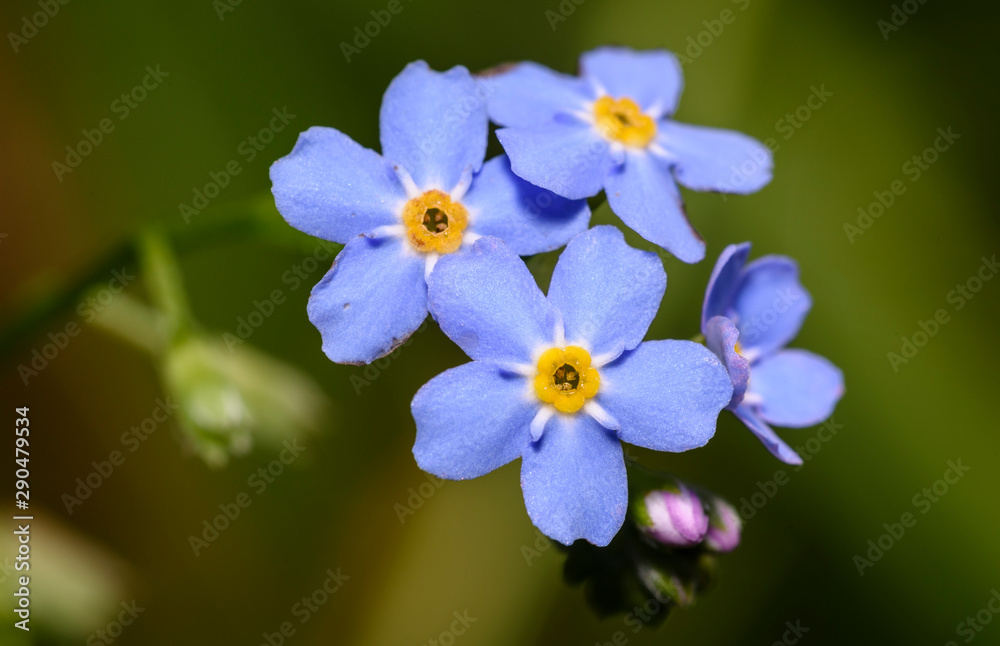 Beautiful and delicate small blue Myosotis flowers close up on green grass background. Beautiful and delicate small blue Myosotis flowers close up on green grass background.