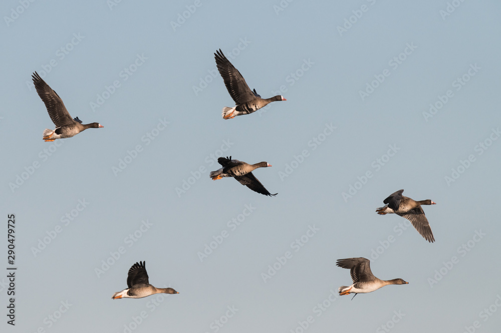 Flock of White-fronted Geese, Anser albifrons, flying
