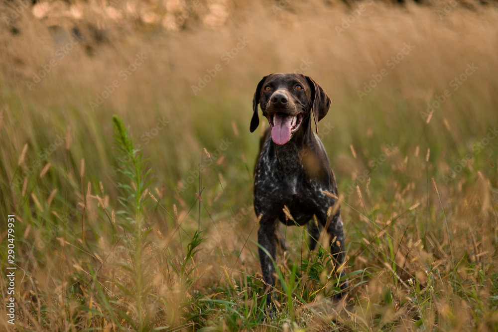 Brown dog standing among the gold spikelets sticking out his tongue Brown dog standing among the gold spikelets sticking out his tongue