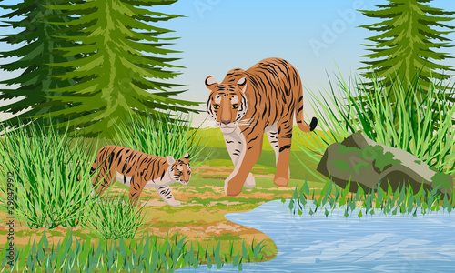 Big tigress and her cub on the lake. Animals of Asia. Panthera tigris. Big cats. Predatory mammals. Red Book Animals. Realistic vector landscape