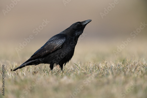 Carrion crow in a meadow