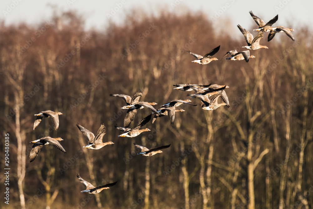 Flock of White-fronted Geese, Anser albifrons, flying