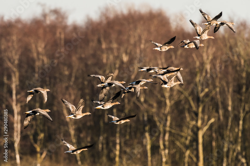 Flock of White-fronted Geese, Anser albifrons, flying