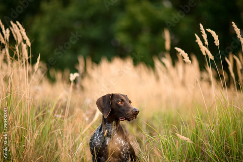 Dark brown dog sitting among the golden spikelets looking at the side near the forest