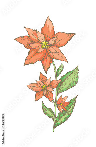 Christmas poinsettia flower branch. Hand drawn sketch. Holiday plant, red tree vector illustration Merry xmas, Happy new year design element. Waterecolor line art. Winter vector ilustration isolated photo