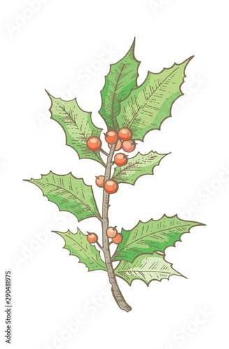 Holly branch, Christmas decoration icon. hand drawn sketck. Merry xmas Happy new year design element. Pastel or waterecolor line art. Winter holiday vector ilustration isolated on white background photo