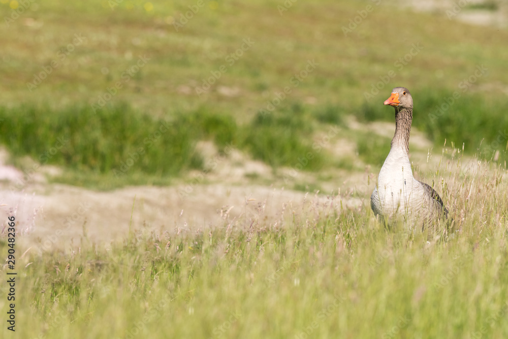 greylag geese, anser anser, in medow, italy