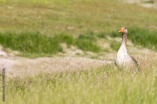 Obraz na płótnie greylag geese, anser anser, in medow, italy w salonie