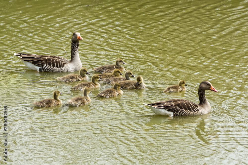 parent greylag geese, anser anser, out with their young goslings on a lake