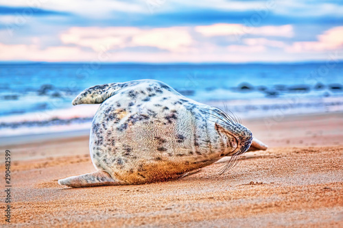 Grey seal pup on a beach