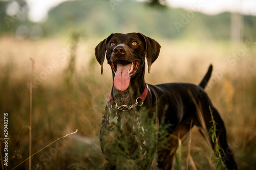 Dark brown dog standing among the grass sticking out his tongue