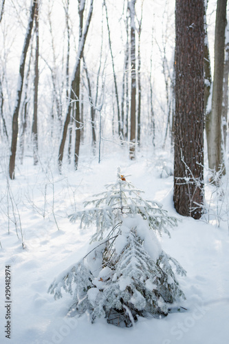 little christmas tree in the forest © Olga