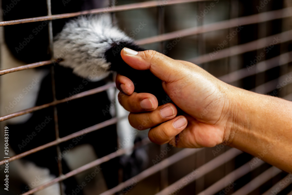 Shaking a Lemur hand