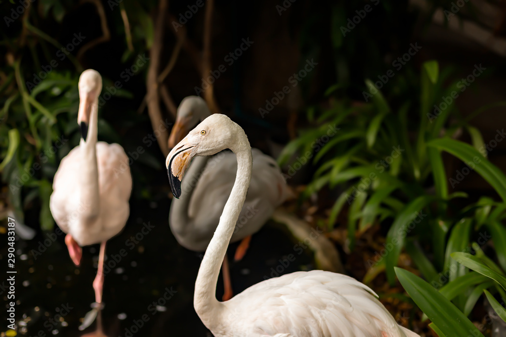 Flamingos Standing in a Pool of Water