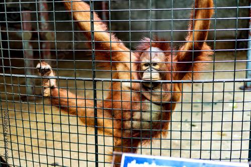 Obraz na płótnie A caged Chimpanzee strikes a pose. w salonie