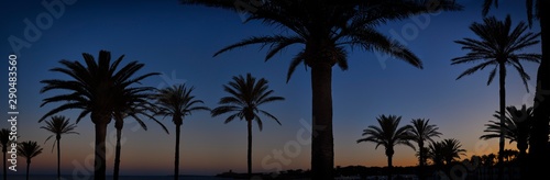 Palm Tree Silhouette © gemphotography