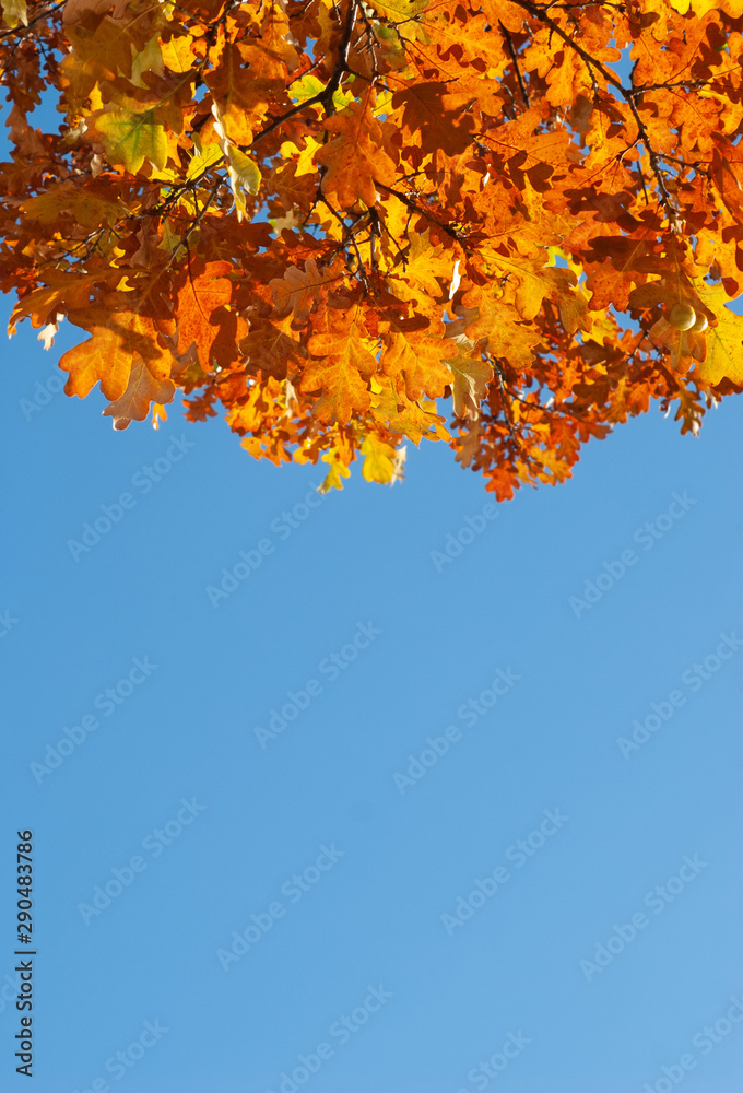 Colorful autumn background with oak leaves and blue sky Colorful autumn background with oak leaves and blue sky