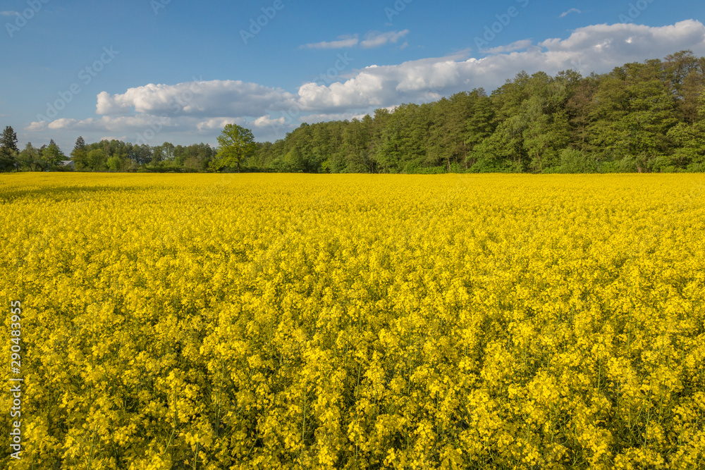 Yellow rapeseed fields and blue sky at sunny spring day