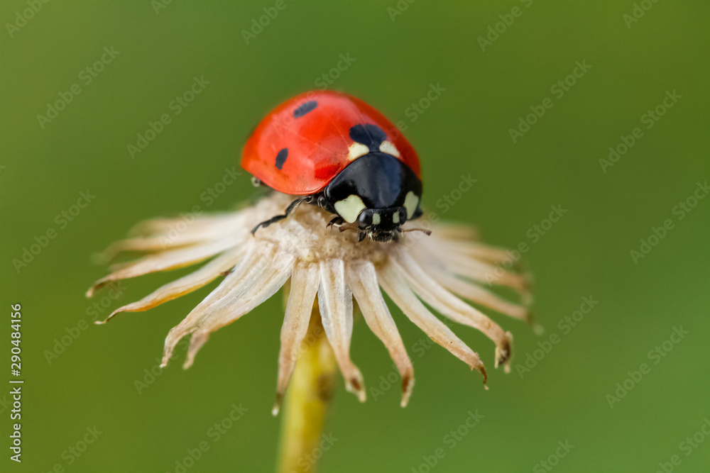Fototapeta premium Ladybug on grass macro close up