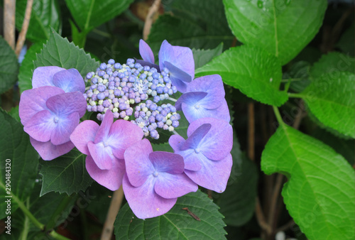 Wallpaper Mural 紫陽花 Torontodigital.ca