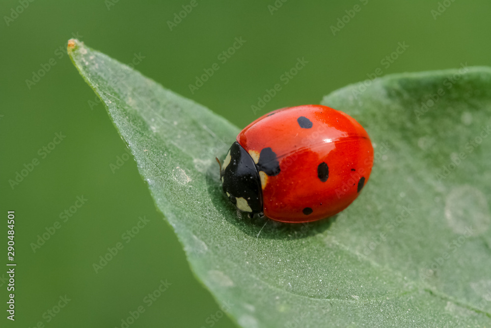 ladybug on grass