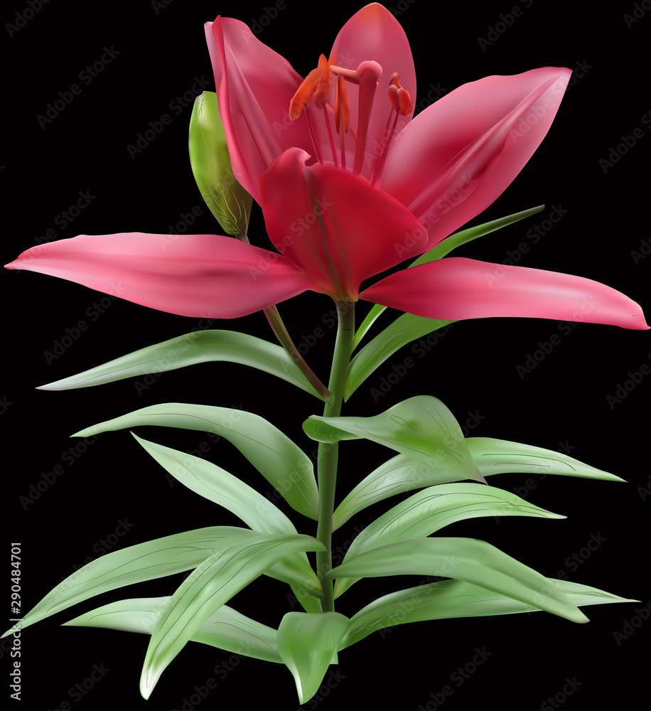 isolated on black lily with red large bloom in green leaves
