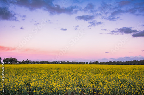 Canola Sunset